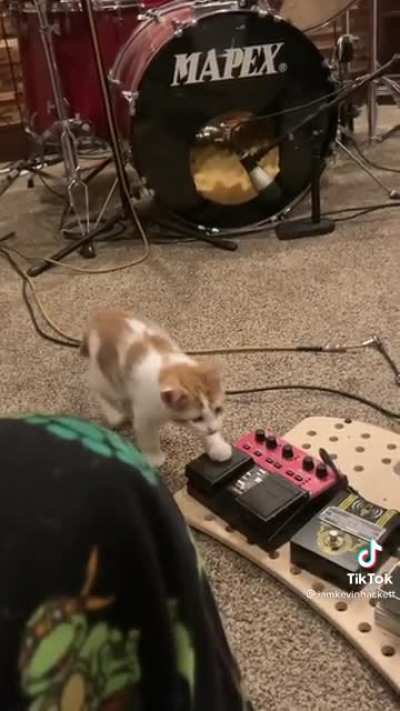 Kitten&rsquo;s first experience with a metronome