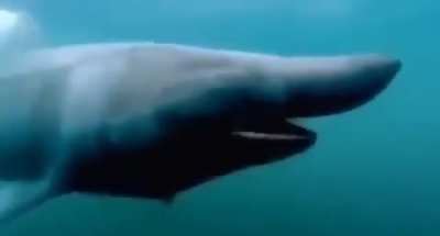 shark pog