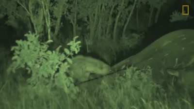 This is what happens to an elephant&rsquo;s corpse after it dies