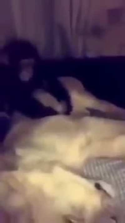 Tu me mordeu foi?