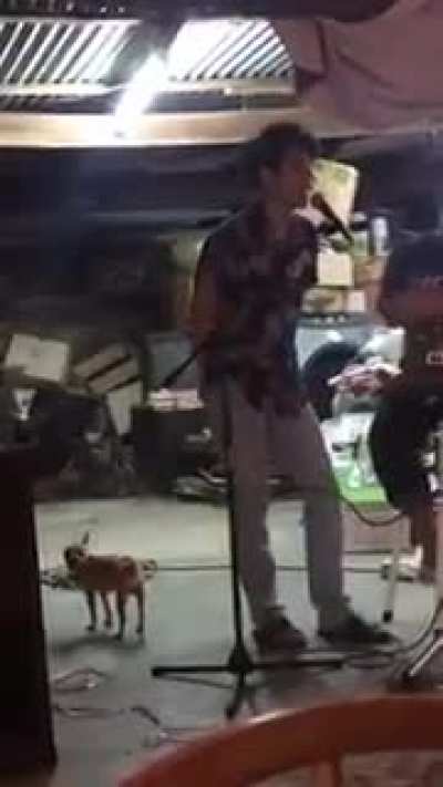 Que aferrado el chihuahua