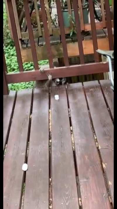 Little grabbies