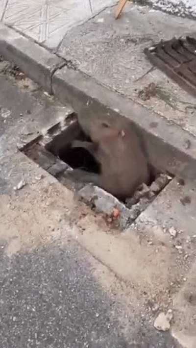 You can find capybaras just about anywhere these days.
