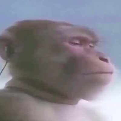 se le ve bastante relajado no les voy a mentir Pd: deber&iacute;an agregar una etiqueta llamada monke