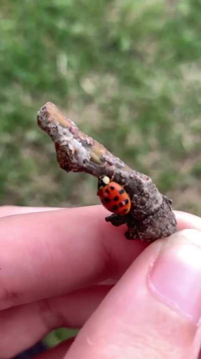 is this beetle okay?