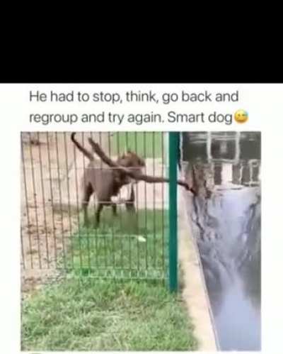 Doggo