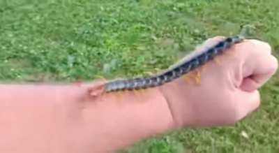 Absolute unit of a centipede&hellip;