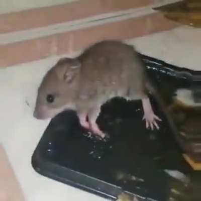 He stole my cheese !