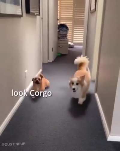 Mr. stumpy legs