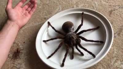 Stupid question: How can you make it sit still perfectly in a dish? Are they docile?