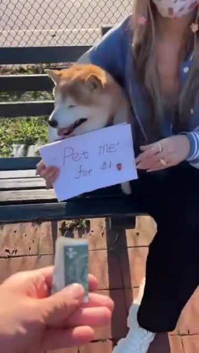 Pet for 1 dollar
