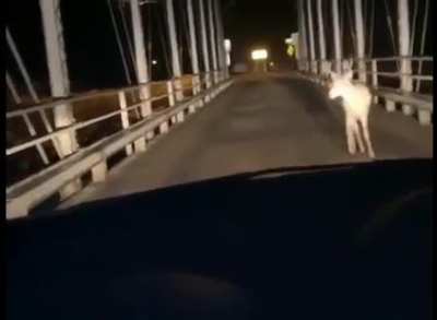 Oh deer