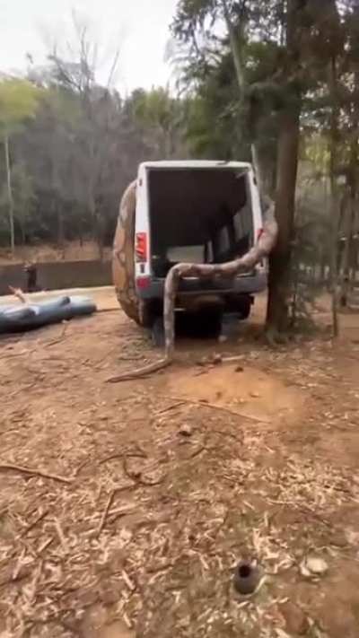 Today, the snake felt ambitious