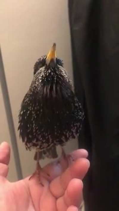 -Birds: Supposedly &ldquo;real&rdquo; -Also Birds: