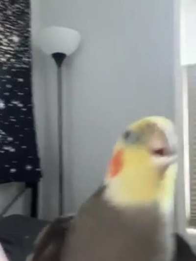 Happy singing birb