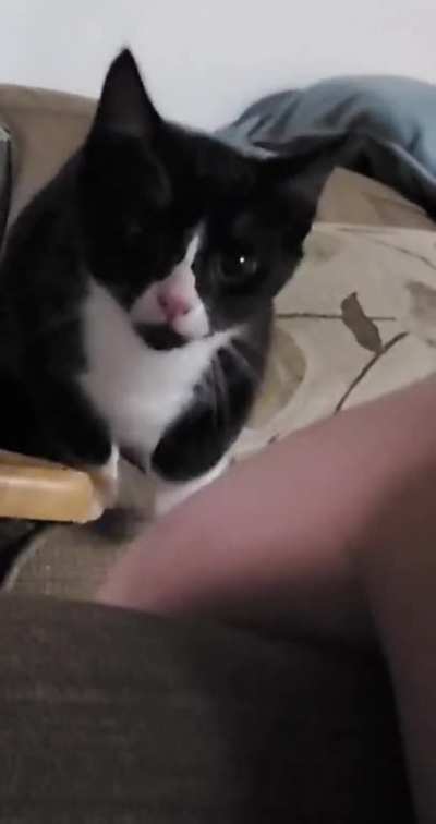 Was trying to get a cute video of my cat