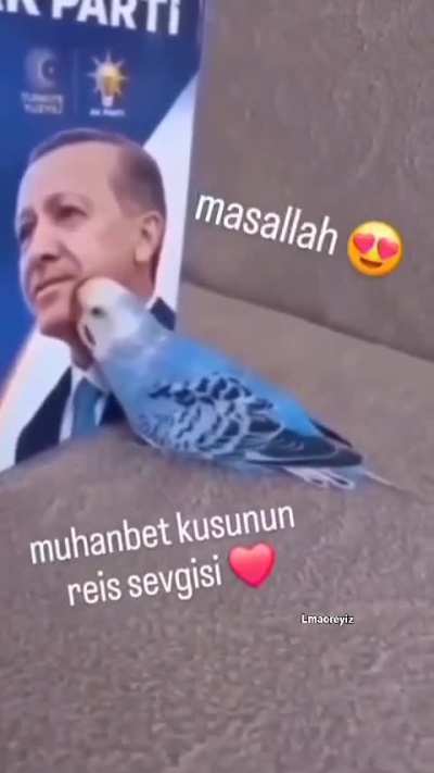 yeni kuş aldım beyler