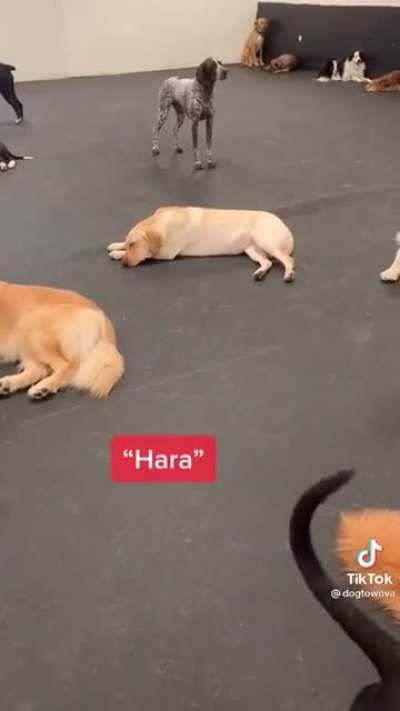 Dogs reacting to their name being called