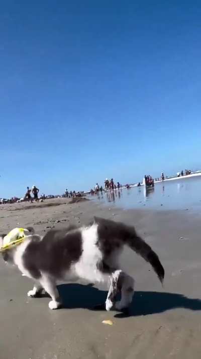 beach cat with cute little hat