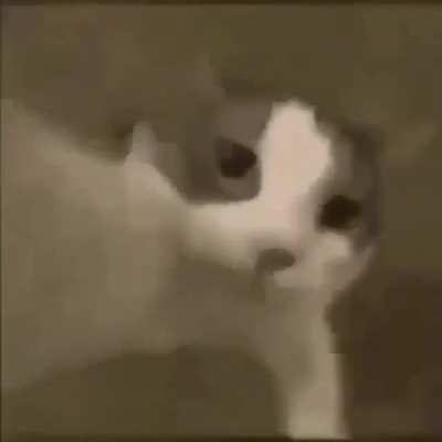 Gatito