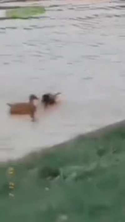 Ducks know how