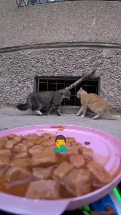 Uber eats for cats