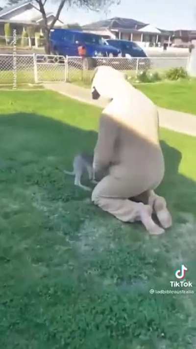Baby kangaroo hops into a new pouch