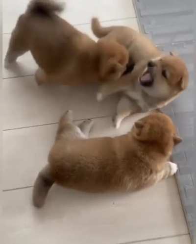 No meme, solo shibas bonitos :)