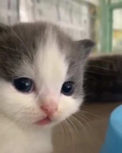 kittn snifffs