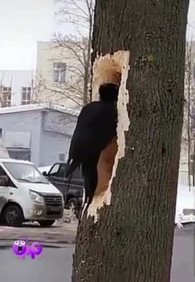 Чёрный дятел
