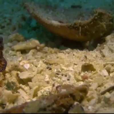 Flatworms R Cool