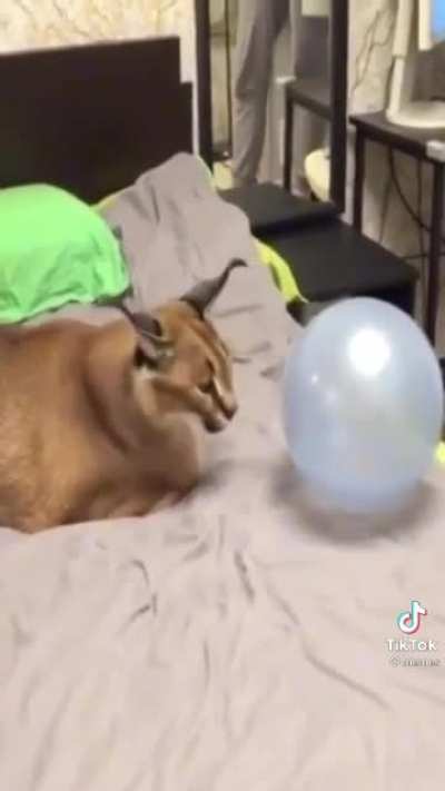 kitty + balloon?