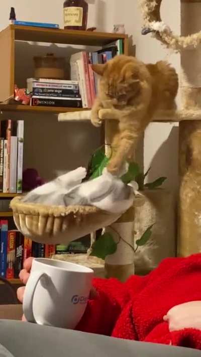 My cats beat the shit out of each other then five minutes later they&rsquo;re kissing and cuddling