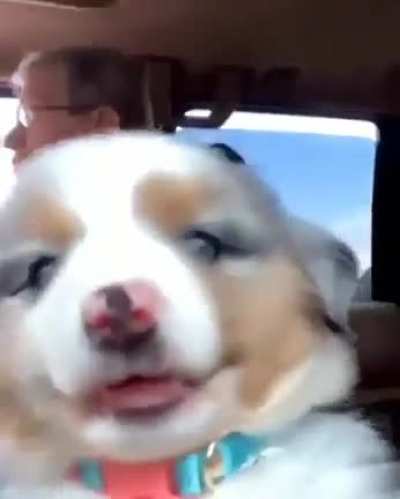 Pupper Happy To Be On A Road Trip