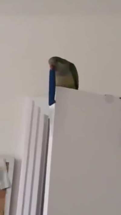 Birds are real and extremely dangerous