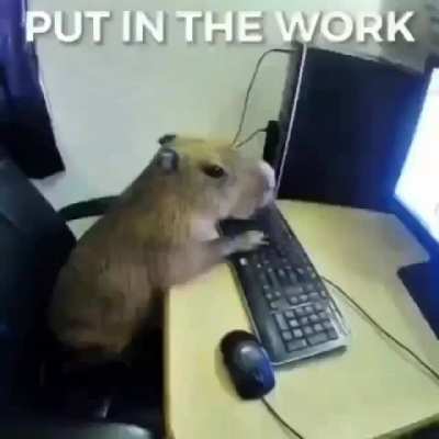 I like capybaras