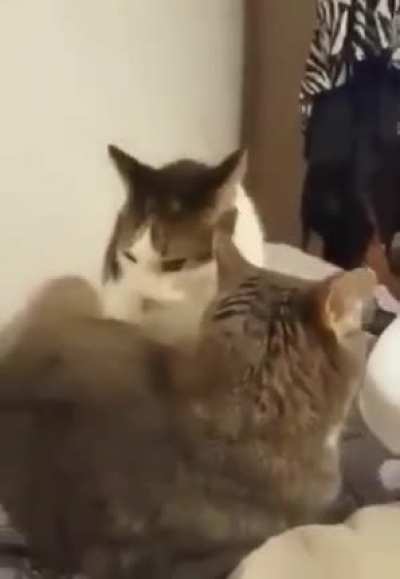 MEOAAAAAAAAAAAAAAAAAH