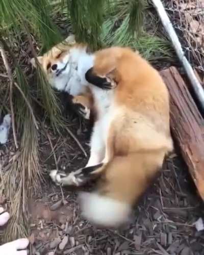 The Red Fox's adaptability and resourcefulness have earned it a legendary reputation for intelligence and cunning. Also, a fox's tail is called a "brush".