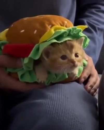 Newfags, what food do you like