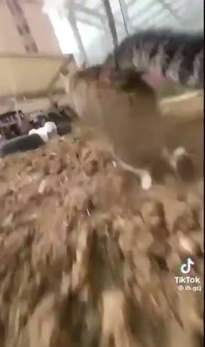 Cat Chase POV