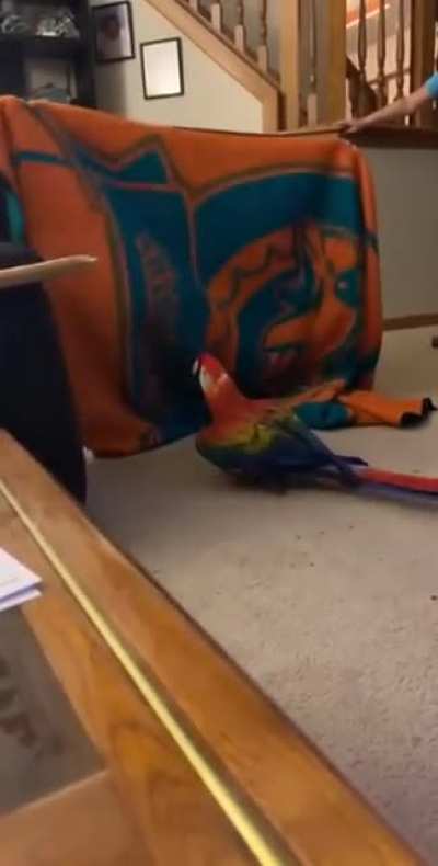 Peek-a-birb