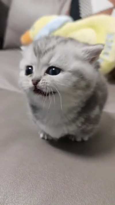 Kittens have the cutest little squeaks