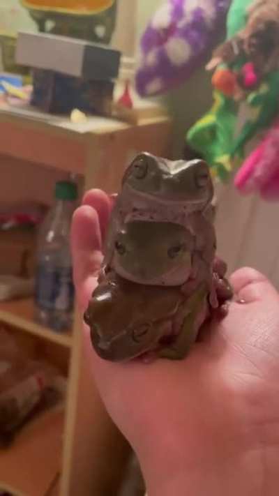 Just saw this subreddit and thought my gay frogs would fit right in :)