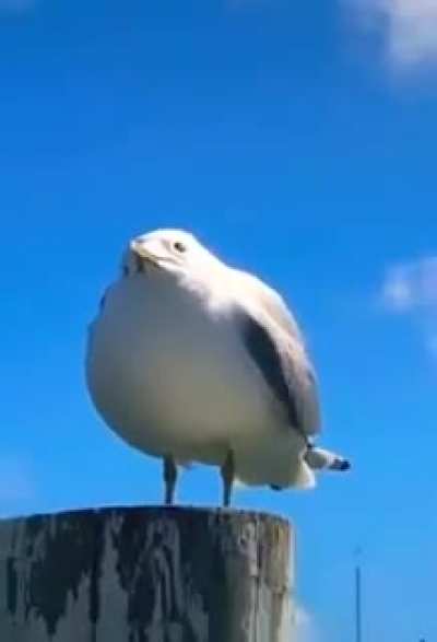Seagull go AAAAAA