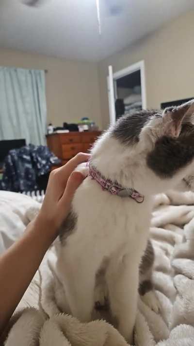 Took Cream (15) in for her surgery