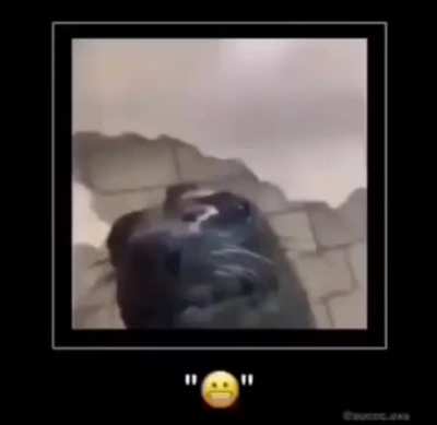 EMOTICON 😬