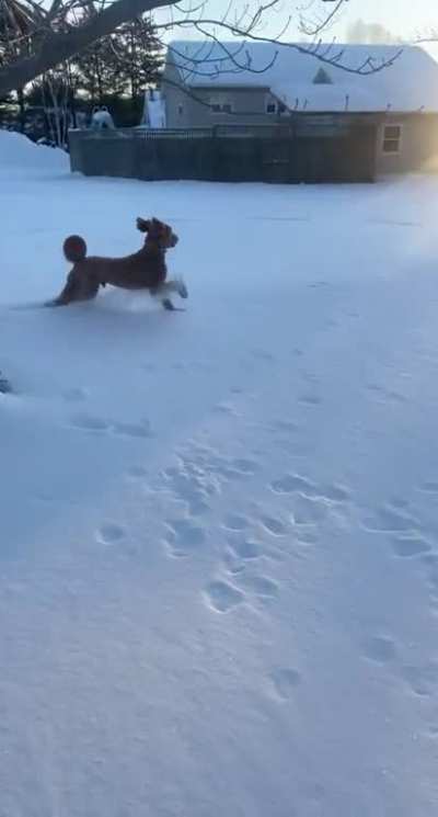 Rusty seeing snow for the first time (10 month old Standard Poodle)