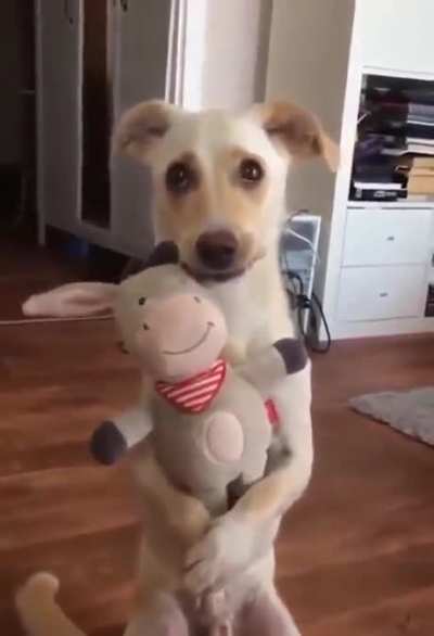Favorite toy