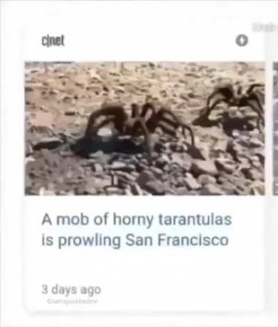 They horngy