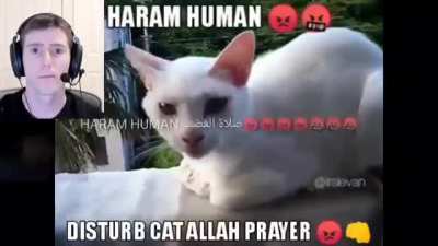 gato orando a allah
